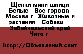 Щенки мини шпица Белые - Все города, Москва г. Животные и растения » Собаки   . Забайкальский край,Чита г.